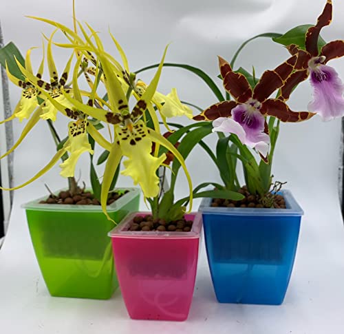 3 Perfect Orchid Planter - Plastic Planter Pot with Mesh Net & 3 Inner/3 Outer Planters (Blue, Medium 5 inches)