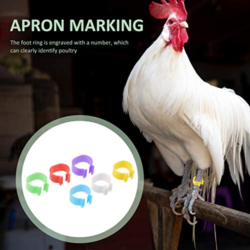 POPETPOP Bandas Anel de Pássaro Pé de Galinha Frango Perna Bandas de Identificação Etiquetas Numerad