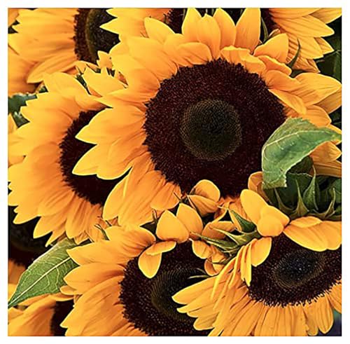 Giant Sunflower Seeds - Mammoth Grey Striped Seeds - Attracts Bees and Butterflies