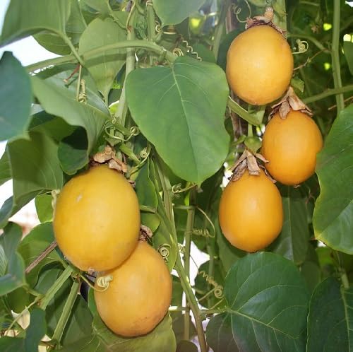80Pcs Yellow Maracuja Fruit Seeds