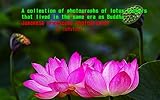 A lotus flower photo collection that lived in the same era as Buddha: Ancient lotus photographed by Japanese photographer S・ishitobi (English Edition)