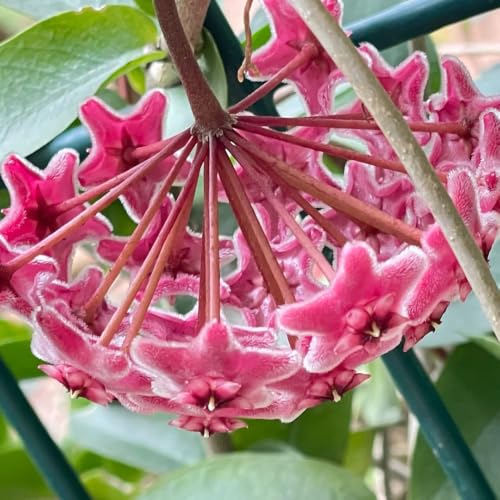 Hoya: pack de 5 plantas de exterior e interior para decoración del hogar 4