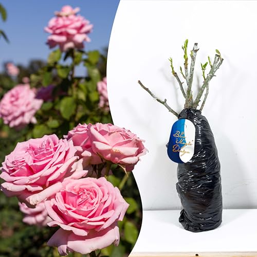 Hardy Bare Root Fragrant Pink Shrub Rose 'Tom' – Vibrant Blooms for Garden Borders, Hedges, Trellises, and Flowering Plants