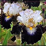 sibirische schwertlilie kaufen Schöne Topf-, Schnitt- und Blumenbeetblumen