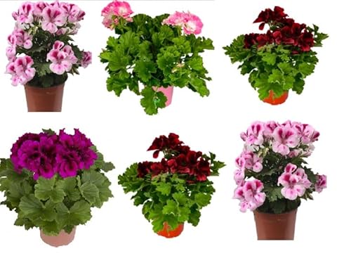 Geranio Pelargonium Grandiflorum (Pack 6 Plantas) 14 cm  ø - Vipar Garden 8 Cover