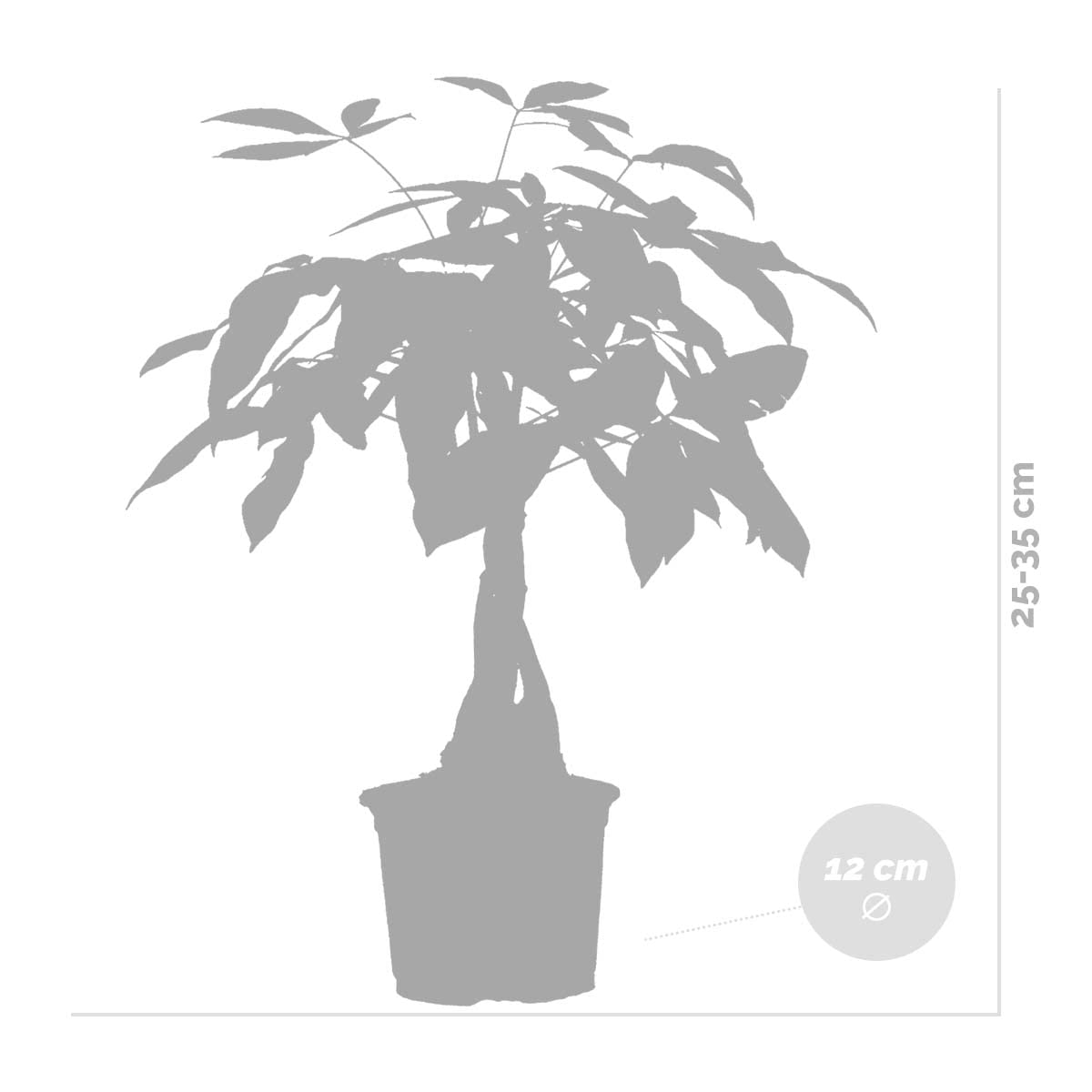 Bloomique - Pachira aquatica - Árbol del dinero - Cacao de agua - Plantas de interior - Purificadora del aire - Altura 25-35 cm - Maceta 12 cm