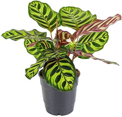 Calathea Makoyana Planta de Pavo Real o Ventana de la Catedral | ...