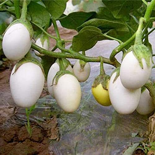 Qauzuy Garden 30 Easter White Eggplant Seeds Prolific Garden Vegetable Egg Seeds, Solanum Ornamental Eggplant Indoor Or Outdoor - Tasty Edible Vegetable Plants Seeds #TOP5