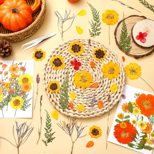 77 piezas flores secas prensadas otoño decoración miniatura 5