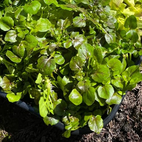 Semi di crescione perenni, verdi semi di aromatiche da giardino vecchie varietà rare giardino aromatiche regali sostenibili per aiuole rialzate 80pcs