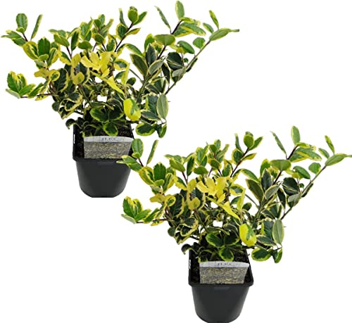 Pack Dos - Ilex Aquifolium o Acebo Natural - Árboles Invernales de Exterior