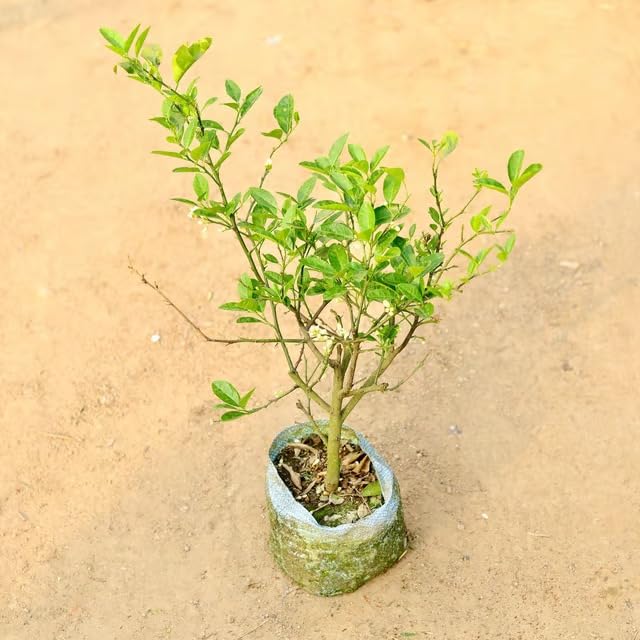 Image of Nimbu Kagzi Lemon Live Plant - All-Time Fruiting Grafted Variety Healthy Lemon Fruit Plant for Home Garden, Terrace & Balcony | High Yield Citrus Plant 1 Live Plant Without Pot