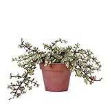 Portulacaria Variegata Natural Planta Originaria de África