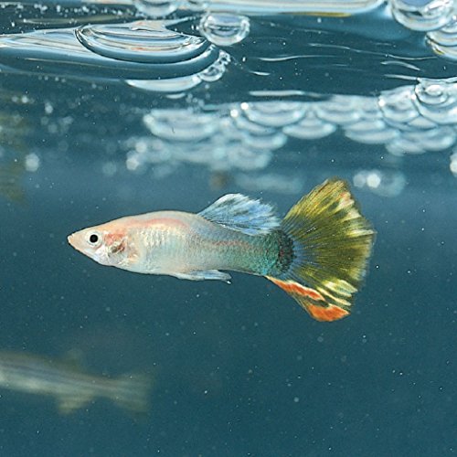 6723003 - Fancy Guppies, Live - Fancy Guppies - Pack of 3