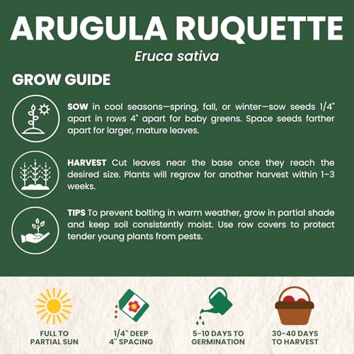 image for FAMILY SOWN Arugula Ruquette – 2,000 Premium Seeds for Planting – 