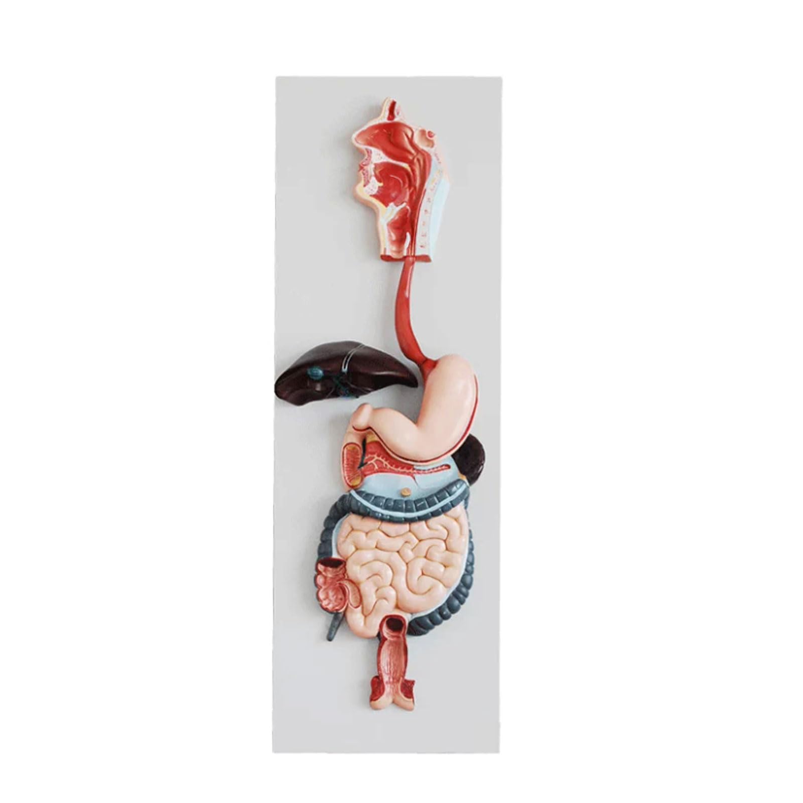 Model układu pokarmowego układ oddechowy wątroba żołądek anatomia model jelita grubego model odbytu gastroenterologia