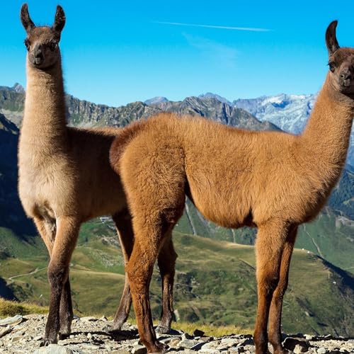 How to start a (Not very allowed) business in school