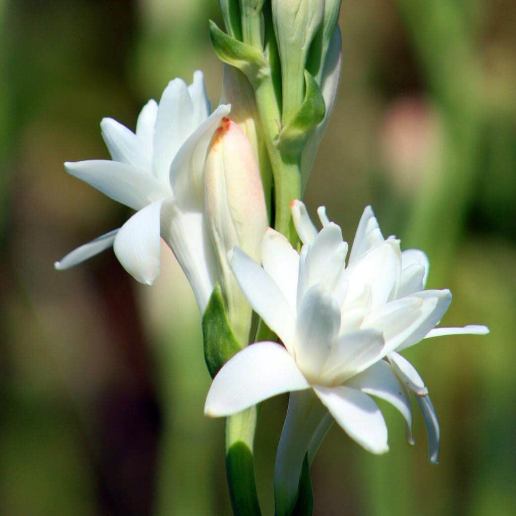 Audbhidhi tuberose Flower Bulbs For Home Gardening (pack of 3 bulbs) 1