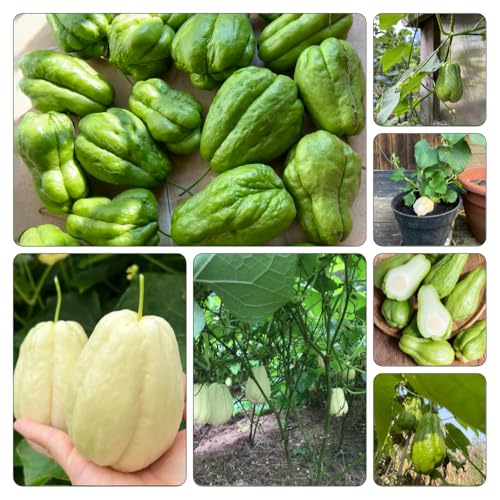 chayote - semillas de jardín de orgánicas variedades tradicionales resistentes balcón 40pcs