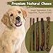 Top Dog Chews - Thick 12 Inch Bully Sticks, 100% Natural Beef, Free Range, Grass Fed, High Protein, Supports Dental Health & Easily Digestible, Dog Treat, 10 Pack