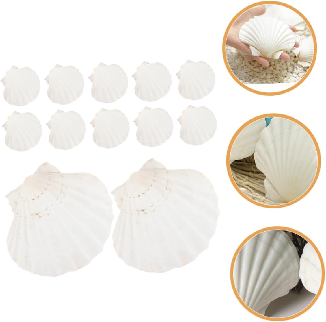 LIFKOME 12pcs Scallop Shells for Cooking Natural Baking Shell Plates Decorative Diy Material
