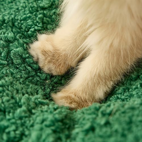 Couchage de Noël pour chien et chat au salon cocooning