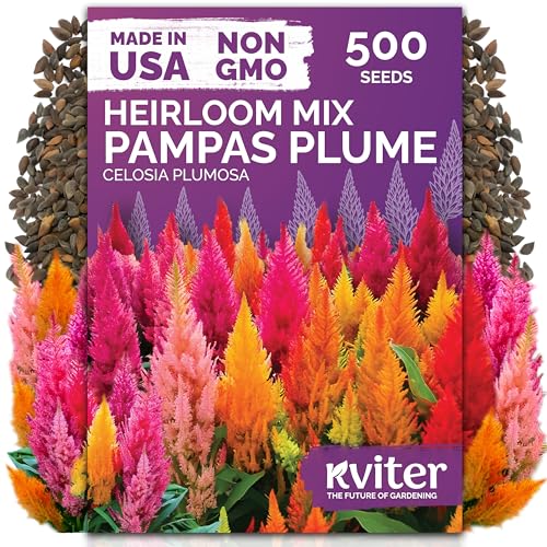 KVITER 500 Mixed Pampas Plume Seeds for Planting (Celosia plumosa) Celosia Flower Seeds Silver Plumes Cockscomb Non GMO Full Sun Flower Seed Packets for Home Garden Containers Flowers Beds