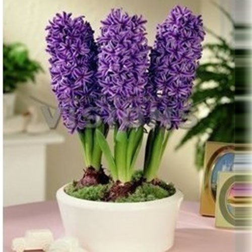 Rot: Blaue Hyazinthen Samen Hyacinthus Orientalis Blütenpflanzen Bonsai Balkon Blumensamen 16 Farben erhältlich 100 Partikel/Los : Seeds Only