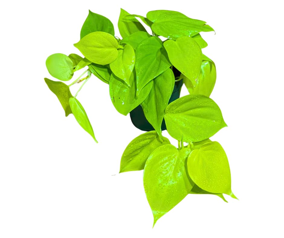 Amazon.com : PLANTVERS Lemon Lime Philodendron in a 4" Nursery Pot  Low  Maintenance Houseplant  Easy Care Indoor Plant  Air Purifying Houseplant  - Tropical Vining Housplant : Patio, Lawn & Garden