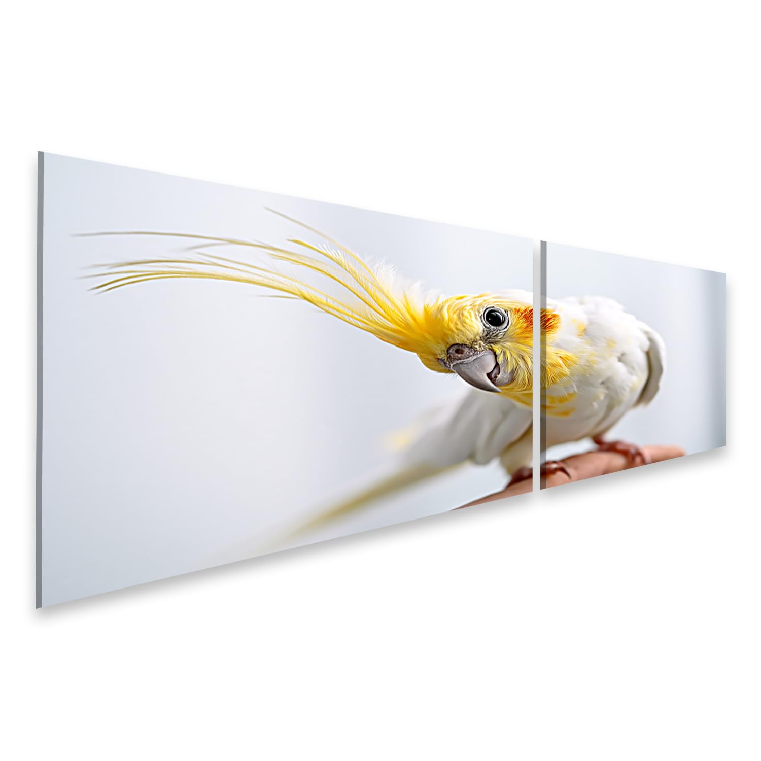 Tableau calopsitte decoration murale salon impression d art oiseau 2 pans