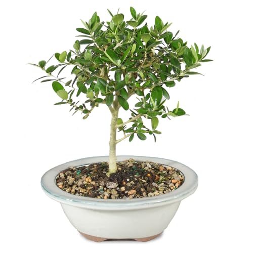 Brussel's Bonsai Live European Olive Bonsai Tree - Small, 4 to 8 in- Live Bonsai in Ceramic Bonsai...