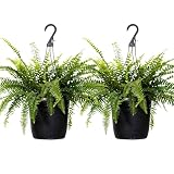 Boston Fern Live Plants 2-Pack, 20–24 inch Wide in10 inch Hanging Baskets, Lush Indoor Outdoor Ferns for Patio, Events and Fresh Home Decor by United Nursery