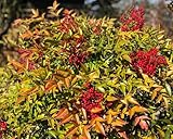 Zoom IMG-1 nandina domestica bamb sacro pianta