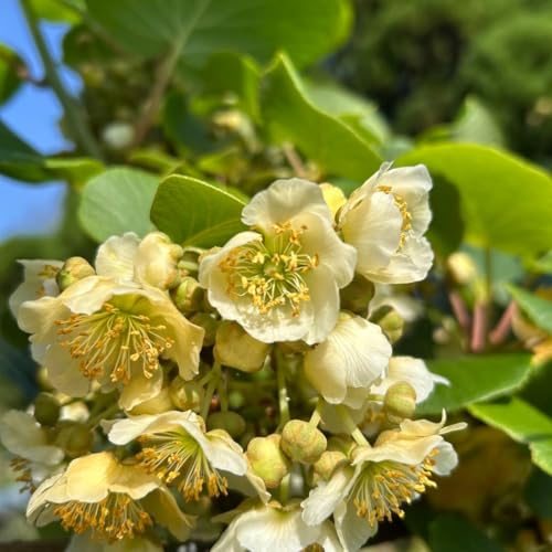 【30g】純花粉　キウイフルーツ　花粉　雄花　日本製 楽天市場】キウイ 花粉の通販