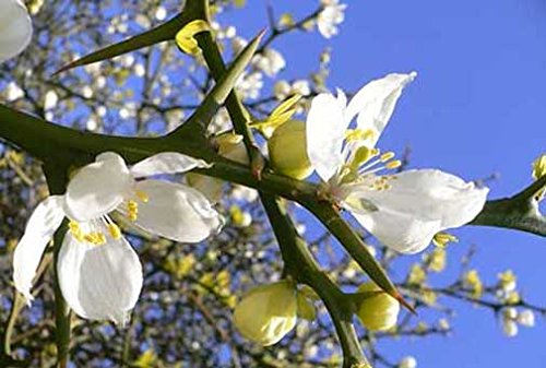 Poncirus Trifoliata | Contorted Flying Dragon | Trifoliate Orange | 10_Seed #TOP8