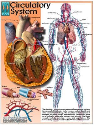 Systems of the Human Body Poster Series - Laminated