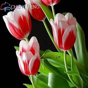 Green Seeds Co. 50 pezzi di alta qualità fiore bonsai giardino tulipano bonsai balcone vaso più bello * piante colorate bonsai non fiore: nero: Only Seeds