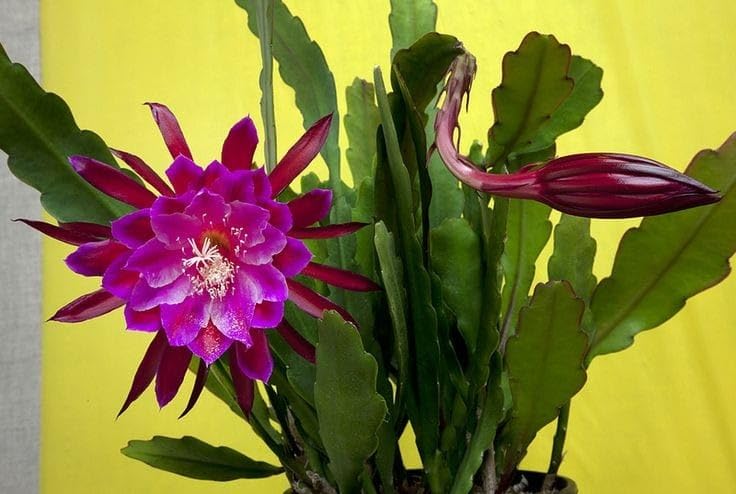 ND PLANT BAZAR Brahmakamal Night Queen Flower Live Plant (B0D87PYM9Z) Amazon Price History, Amazon Price Tracker