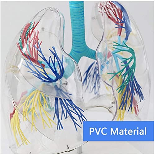 Modèle anatomique du segment pulmonaire pour démonstration médicale