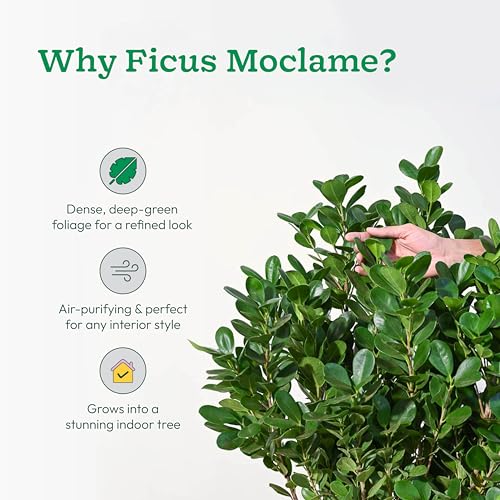 Image of UGAOO Ficus Moclame Plant - XL | Indoor Plant with Pot | Live Plants for Home & Living Room | Indoor Plants for Home Decor | Plants for Home