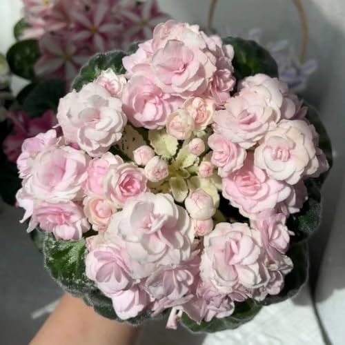 Semi di violetta africana - perenni resistenti tappezzante decorativo giardino 100pcs