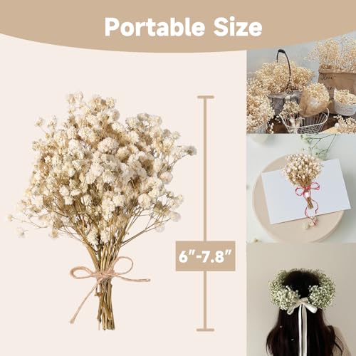 Ramo de Gypsophila Seco Blanco Puro 6-7.8 Pulgadas miniatura 4