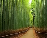 100 semillas de (Bambú) Bambú Gigante, Phyllostachys pubescens