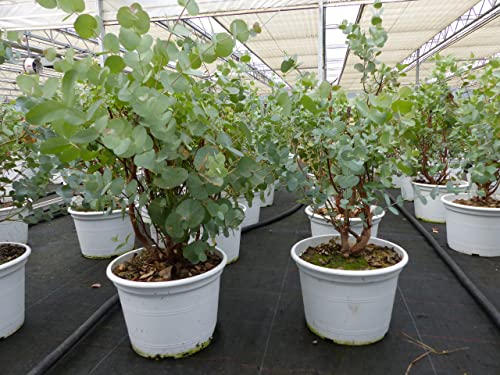gruenwaren jakubik XL Eucalyptus Gunni Gunnii Busch Eukalyptusbaum 45-60 cm, Pflanze winterhart Cover