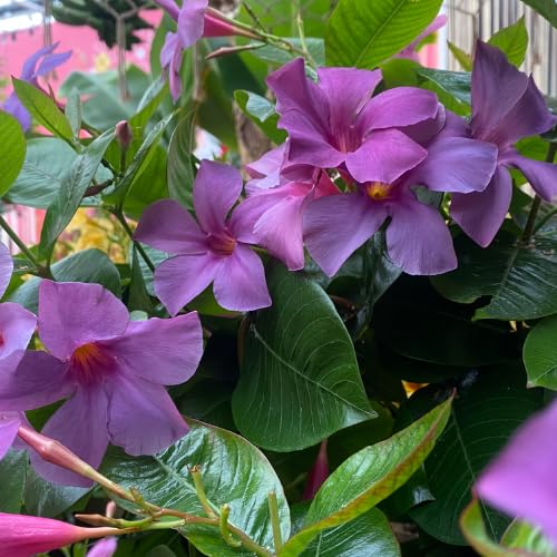 Set 2 Purple Mandevilla Live Plants 5-9 Tall Mandevilla Plant Potted Well Rooted Perennial Flowers Shrub Plants Ornamental Plants for Outdoors