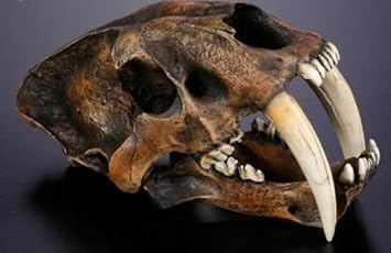 Säbelzahntiger Schädel Aus Kunstharz - Deko Für Halloween & Sammler