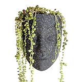 Bossa Linda Head Wall Planter | 3 Colors Available | Unique Face Planter for Indoor Wall Decor |...