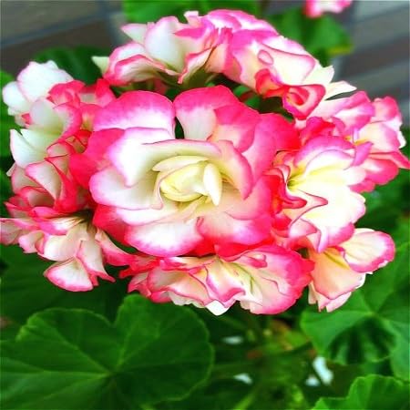 100 graines de fleurs de géranium fraîches