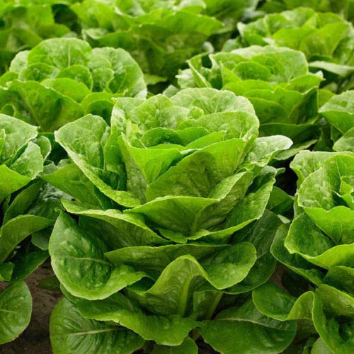 Suffolk Herbs - Organic Lettuce Jabeque - 250 Seeds by Wafer