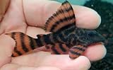 Swimming Creatures™ Pleco Live Freshwa...